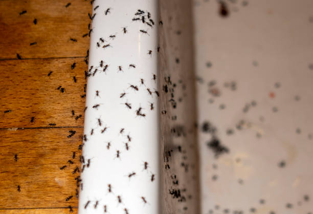 Best Exterminator Services  in Knollwood, IL