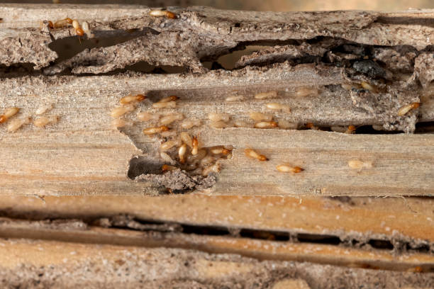 Best Local Pest Control Services  in Knollwood, IL