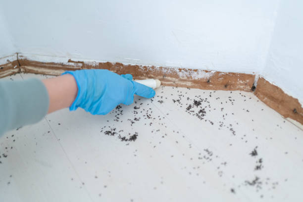 Best Spider Control Near Me  in Knollwood, IL